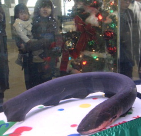 Cada vez que la anguila eléctrica toca un cable de cobre instalado en su pileta envía la energía necesaria para encender los focos de una serie navideña que adorna un típico arbolito navideño. 