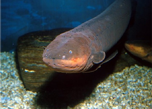 La Anguila eléctrica (Electrophorus electricus, también llamada temblón, temblador, pilaké o morena (República Dominicana) 