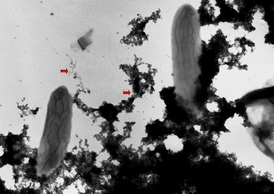 Geobacter posee una red de citocromos C multihemo que se distribuyen por la membrana interna, periplasma y membrana externa que transfieren los electrones a su aceptor final de electrones natural (el hierro III) o bien a los electrodos, si éstos están presentes. 