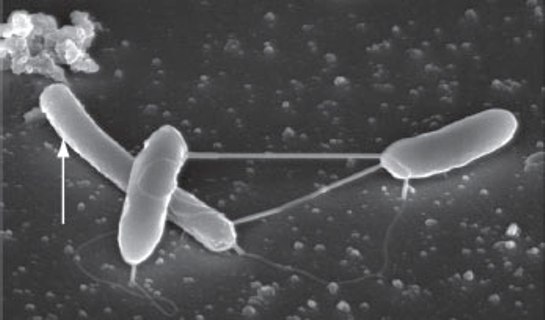 A diferencia de otras bacterias que no poseen los citocromos del tipo C y no generan electricidad, la característica distintiva de la bacteria estudiada es que porta esas proteínas en su membrana externa. 