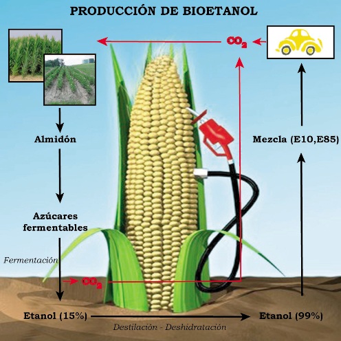 Por último, la ESA aboga por una agricultura de escalas, es decir, que la producción se amolde a las particularidades locales, regionales y globales, y no solo a esta última y se favorezca el desarrollo de biocombustibles procedentes de varias fuentes.