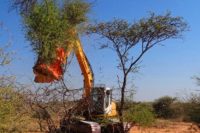 Bioenergía: Namibia podría abastecerse de energía sólo con sus arbustos.